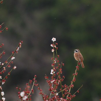 ホオジロ 弘法山公園 2020年3月3日(火)