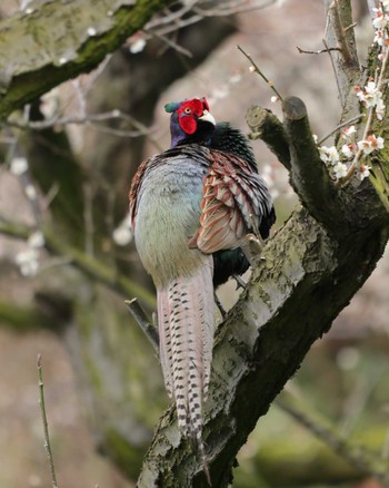 Green Pheasant Koboyama Park Tue, 3/3/2020