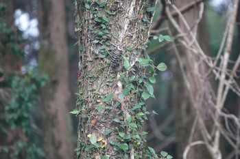 Japanese Pygmy Woodpecker 鹿児島県日置市 Fri, 1/6/2023