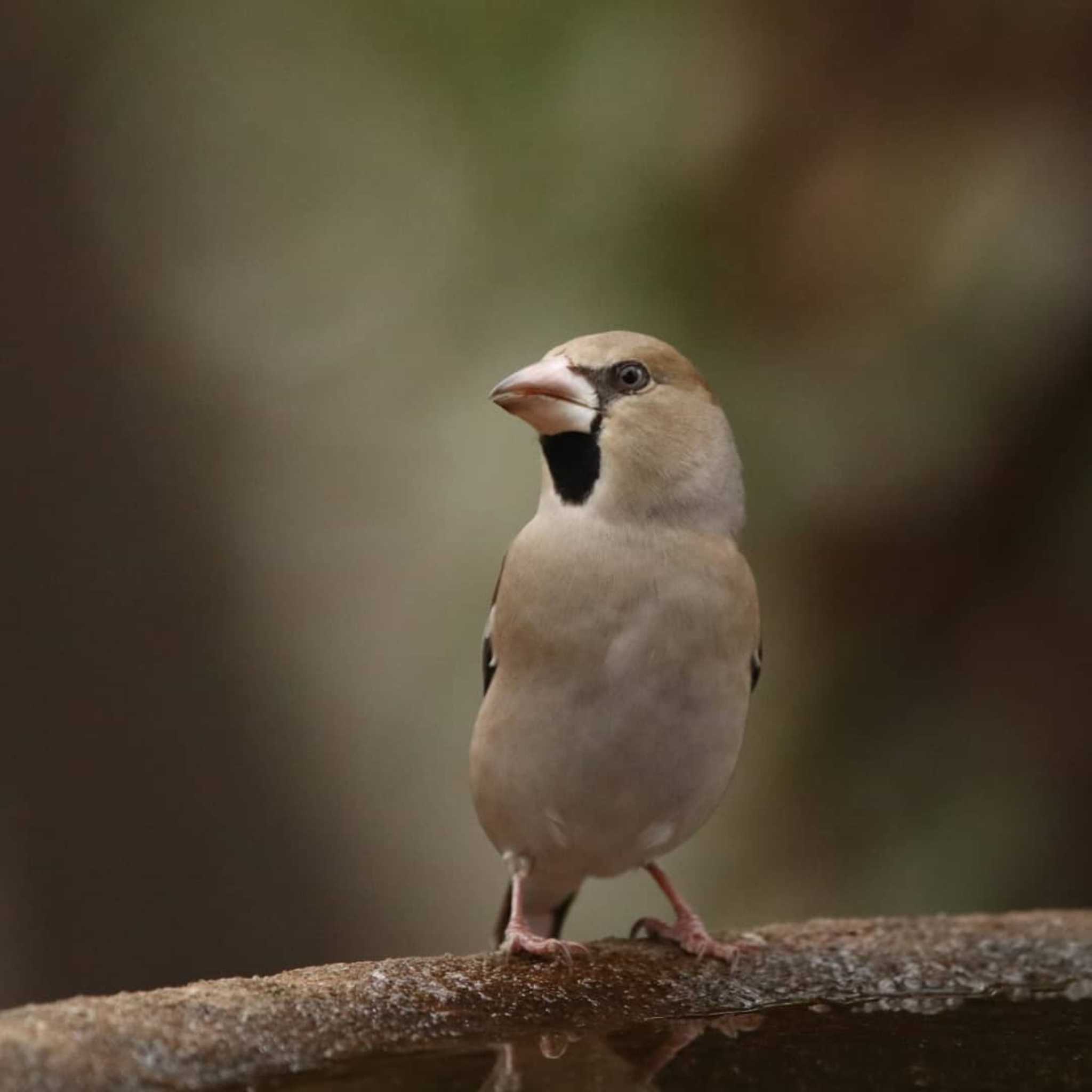 Photo of Hawfinch at 権現山(弘法山公園) by Tak4628