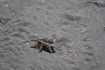 Grey Wagtail 慈眼寺公園 Sat, 1/7/2023