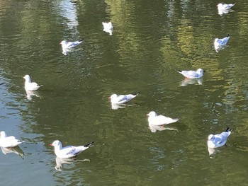 Black-headed Gull 小田原城址公園(小田原城) Sun, 1/8/2023