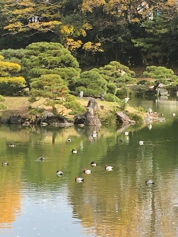 ホシハジロ 清澄庭園(清澄公園) 2022年12月17日(土)