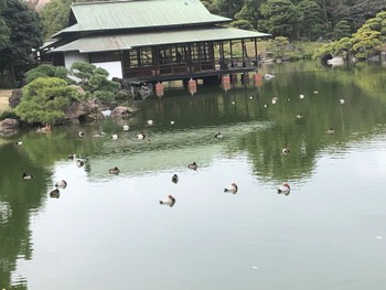 ホシハジロ 清澄庭園(清澄公園) 2022年12月17日(土)