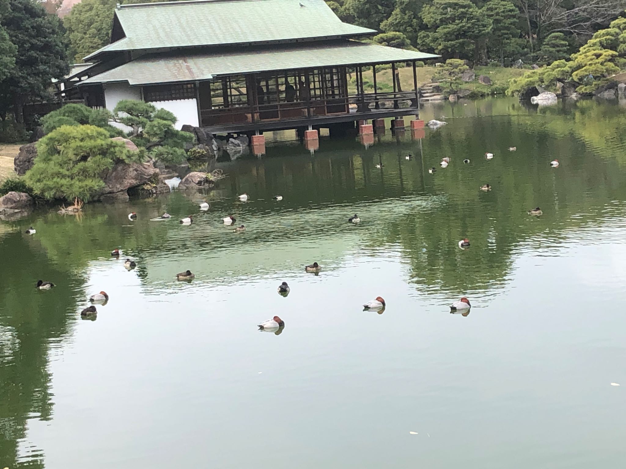 清澄庭園(清澄公園) ホシハジロの写真 by Dango