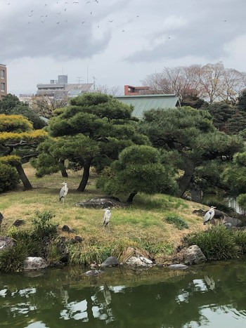 Grey Heron 清澄庭園(清澄公園) Sat, 12/17/2022