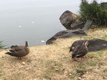 カルガモ 清澄庭園(清澄公園) 2022年12月17日(土)