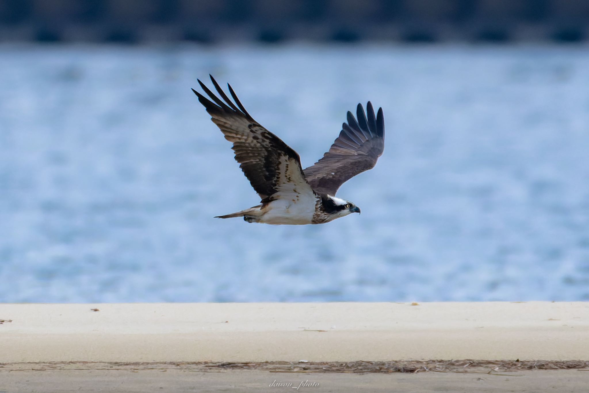 Photo of Osprey at 阿蘇海(京都府) by Daison