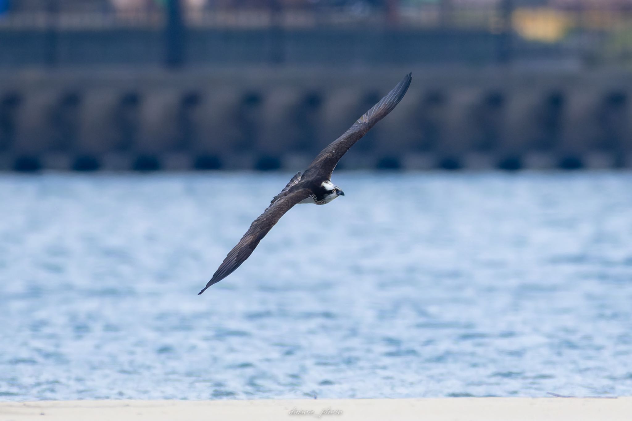 Photo of Osprey at 阿蘇海(京都府) by Daison