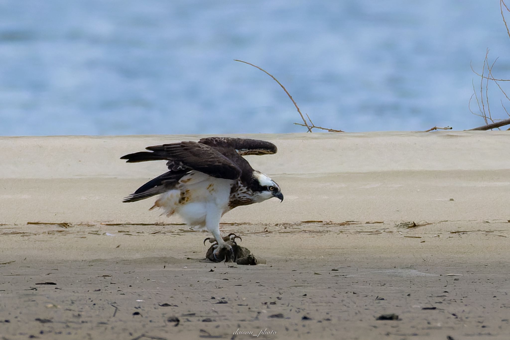 Osprey