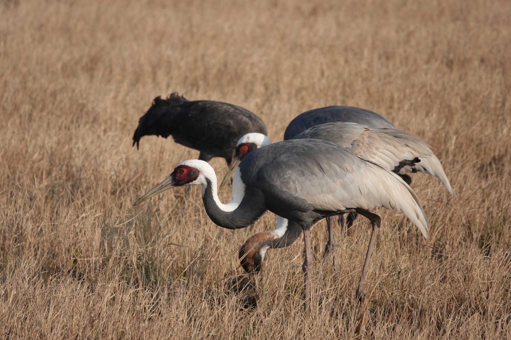 Photo of White-naped Crane at Izumi Crane Observation Center by mikanbakery