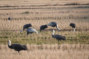 Hooded Crane Izumi Crane Observation Center Thu, 1/5/2023