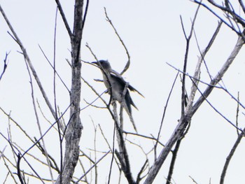 Pallid Cuckoo