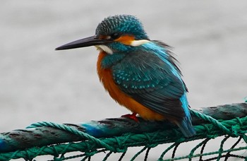 Common Kingfisher 千里南公園 Sat, 1/14/2023