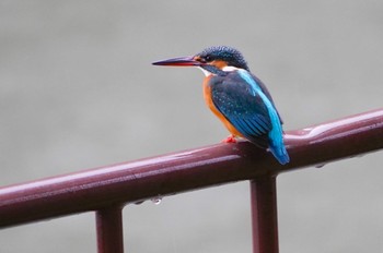 Common Kingfisher Satake Park Sat, 1/14/2023