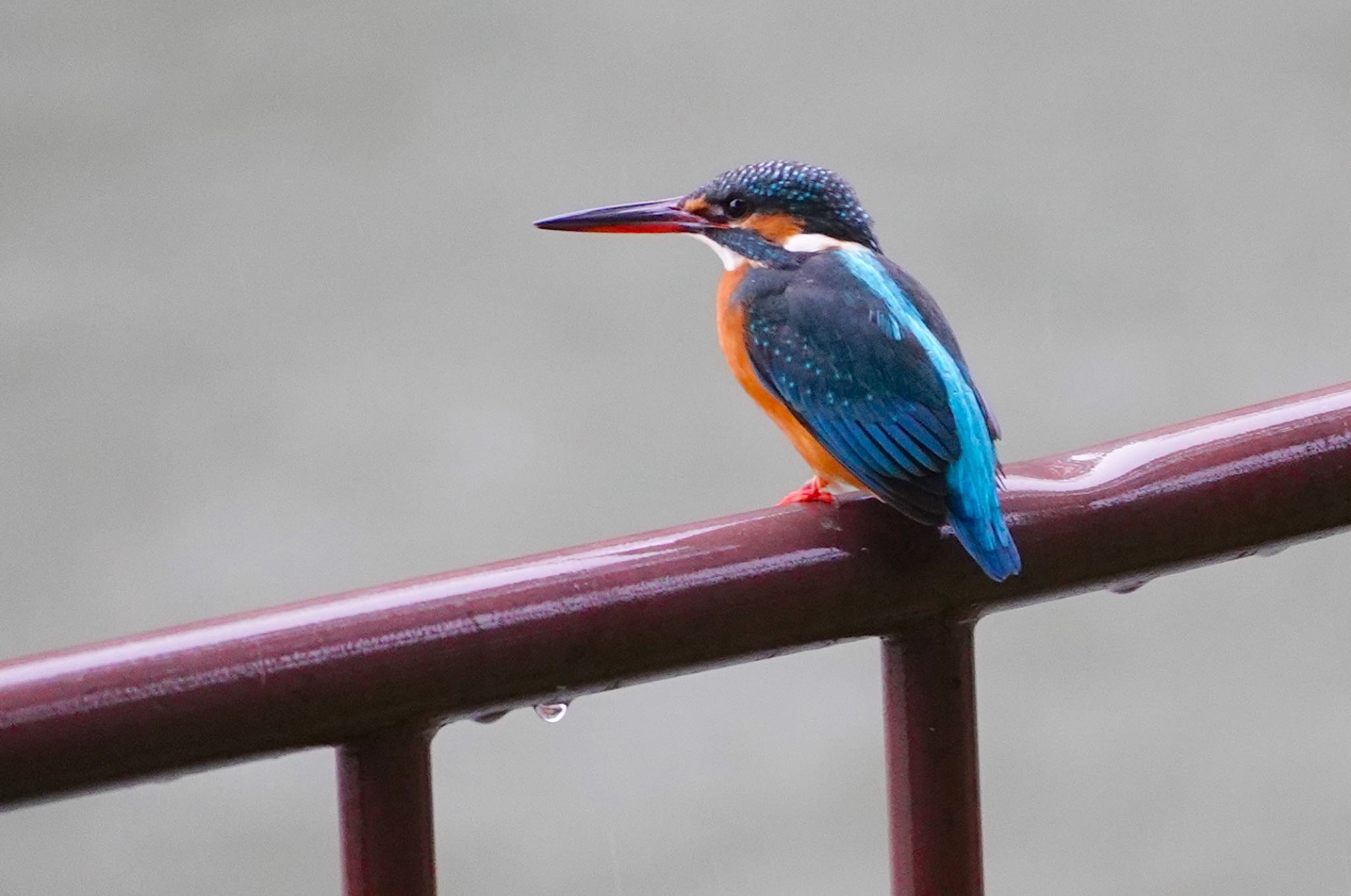 Photo of Common Kingfisher at Satake Park by アルキュオン