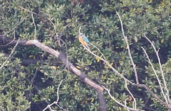 Common Kingfisher 万代池 Sat, 1/14/2023