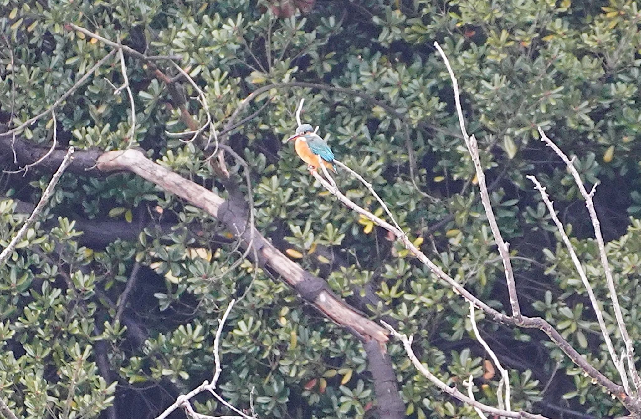 Photo of Common Kingfisher at 万代池 by アルキュオン