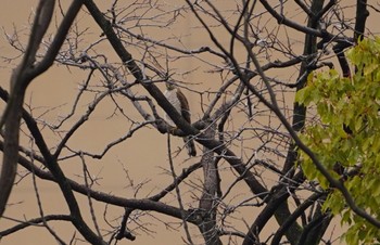 Eurasian Sparrowhawk 万代池 Sat, 1/14/2023