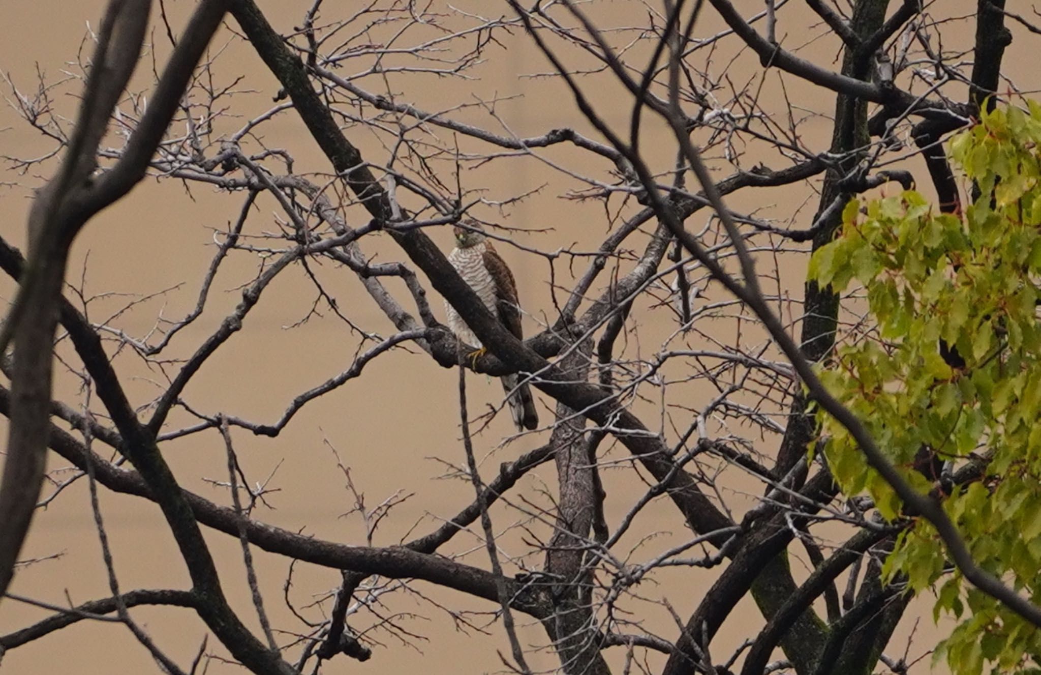 Photo of Eurasian Sparrowhawk at 万代池 by アルキュオン