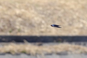 ツバメ 兵庫県宝塚市 2018年3月30日(金)