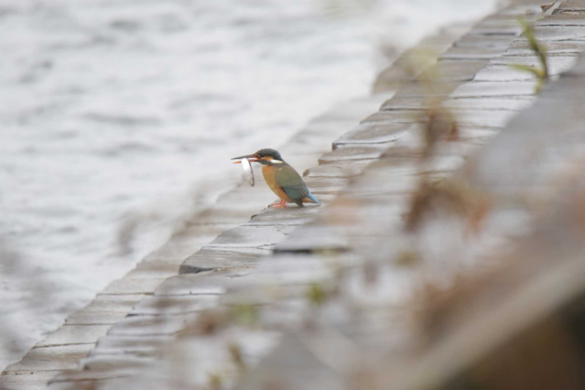 カワセミ