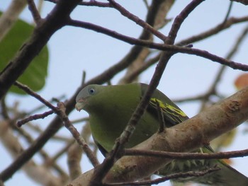 Philippine Green Pigeon ミンダナオ島 Wed, 3/21/2018