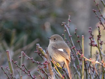 2023年1月1日(日) 多摩川の野鳥観察記録