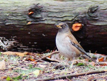 2010年2月21日(日) 舞岡公園の野鳥観察記録