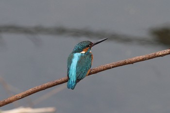 Common Kingfisher 横浜市内河川 Sat, 1/14/2023