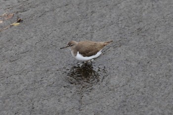 Common Sandpiper 横浜市内河川 Sat, 1/14/2023