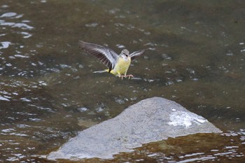 Grey Wagtail 横浜市内河川 Sat, 1/14/2023