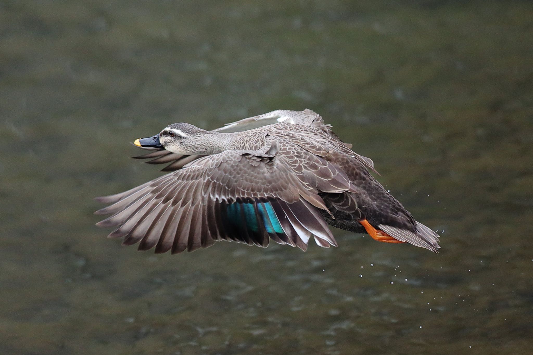 横浜市内河川 カルガモの写真 by こぐまごろう