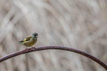 カワラヒワ 明石公園 2018年3月22日(木)