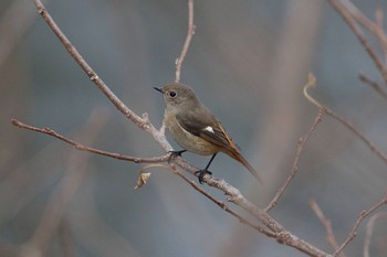 ジョウビタキ 横浜市内河川 2023年1月14日(土)