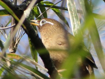 ガビチョウ 舞岡公園 2011年3月13日(日)