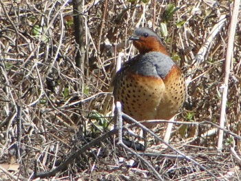 2011年3月13日(日) 舞岡公園の野鳥観察記録