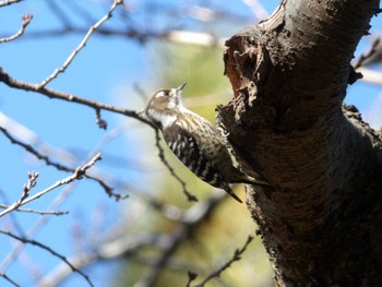 2023年1月3日(火) 都内の野鳥観察記録