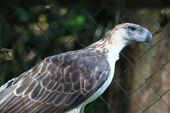 Philippine Eagle