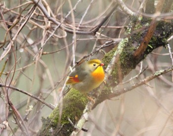 ソウシチョウ 清水公園 2023年1月14日(土)