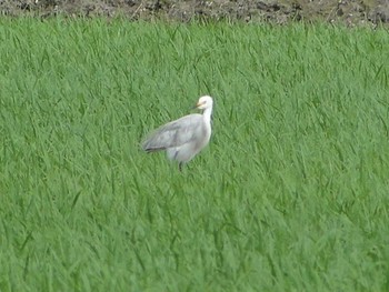 チュウサギ 新潟県新潟市 2012年6月19日(火)