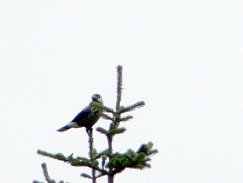 Wed, 8/15/2012 Birding report at 宮城蔵王