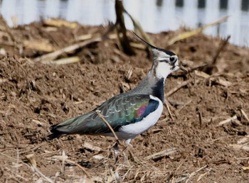 2023年1月9日(月) 平塚田んぼの野鳥観察記録