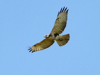 2012年9月30日(日) 新潟市じゅんさい池公園の野鳥観察記録