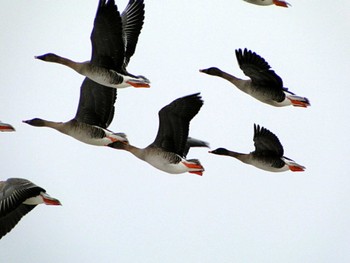 2013年1月3日(木) 福島潟の野鳥観察記録