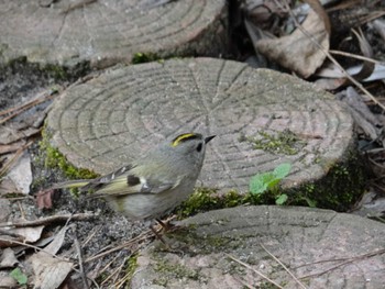 2013年3月9日(土) 新潟市じゅんさい池公園の野鳥観察記録