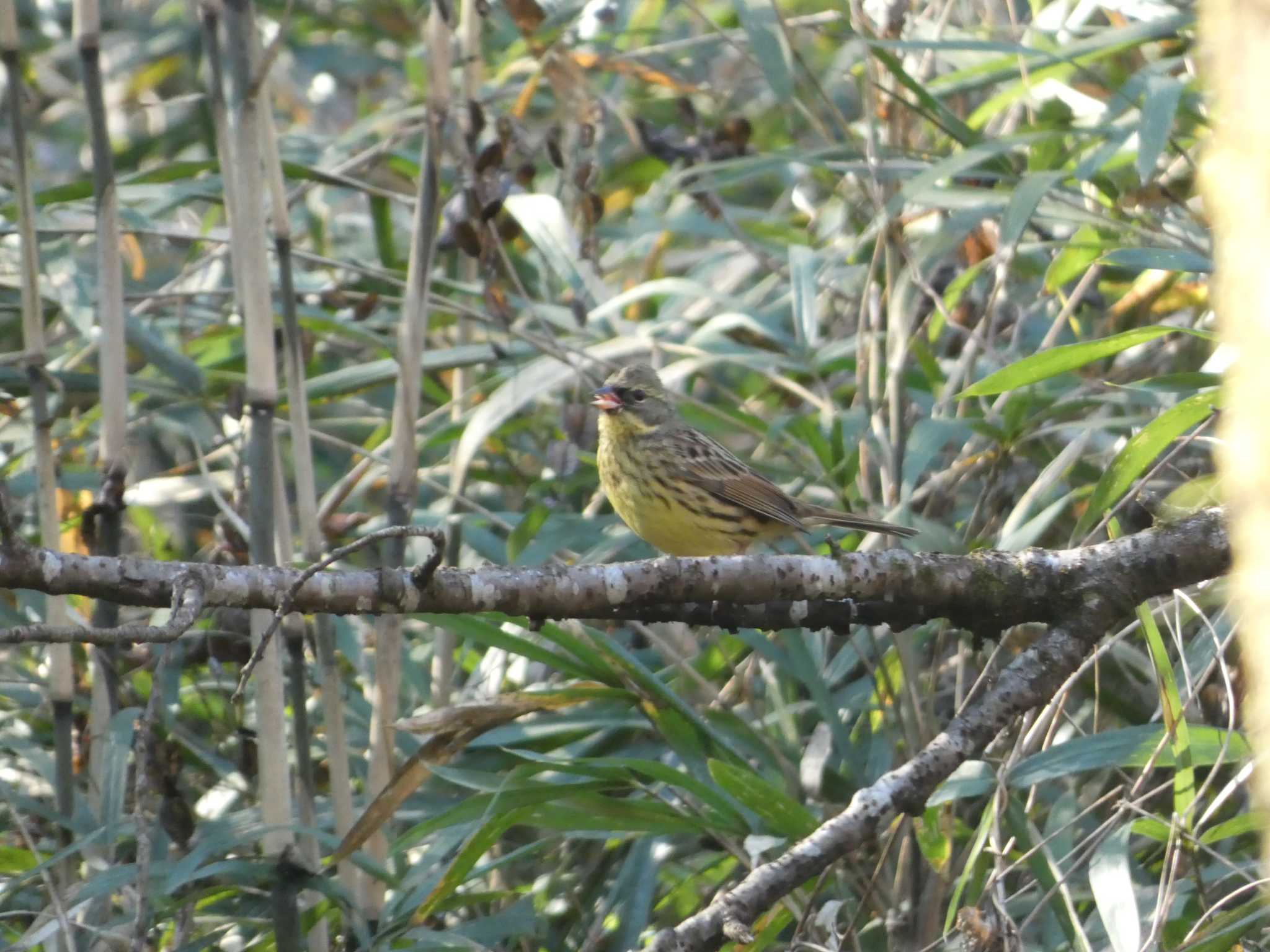 長沼公園 アオジの写真 by かせん