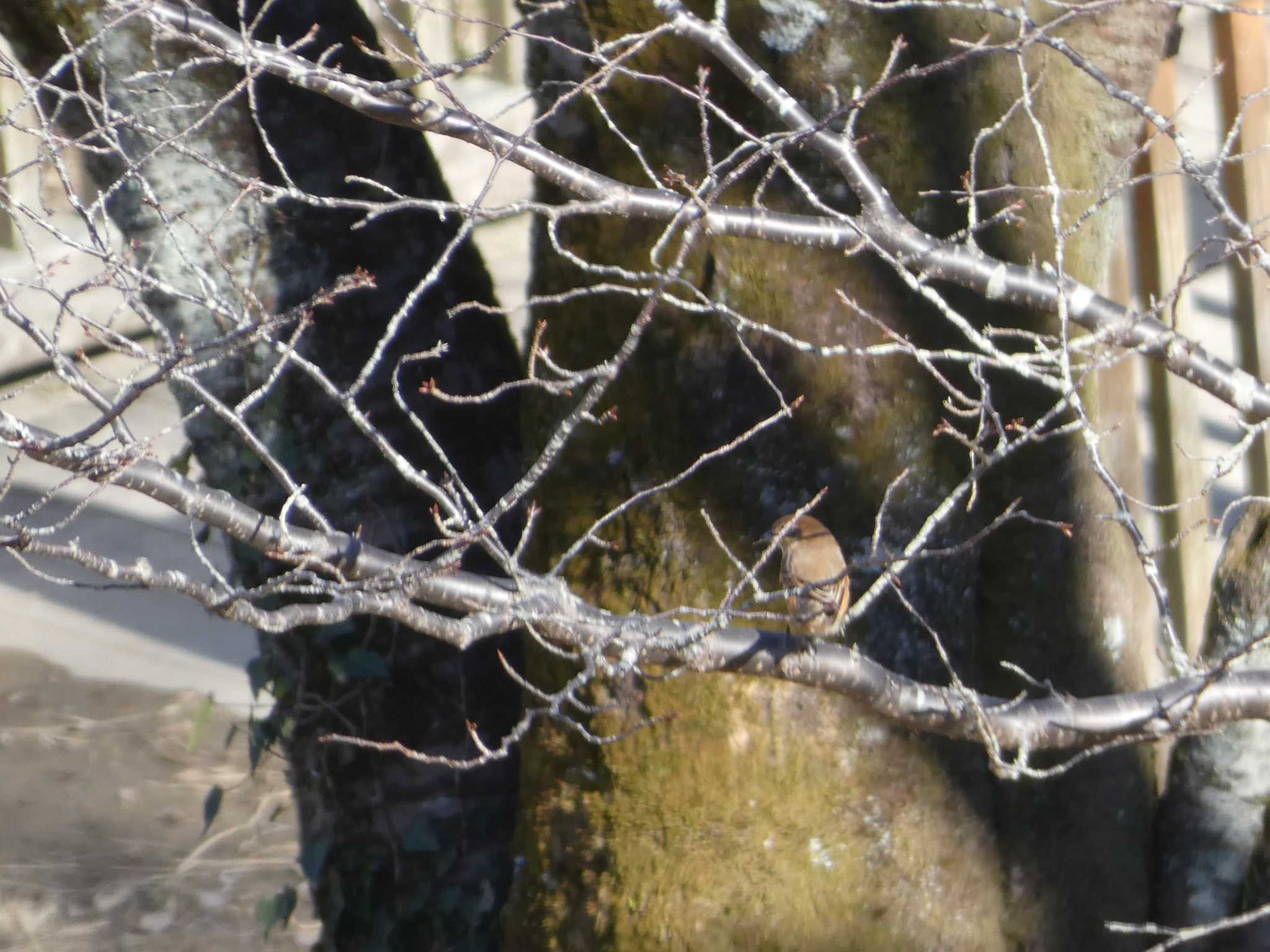 長沼公園 モズの写真 by かせん