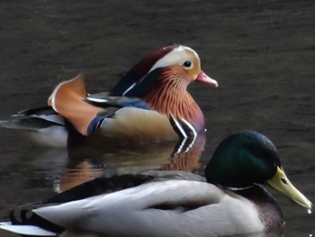 Mandarin Duck 松尾池 Sun, 12/21/2014