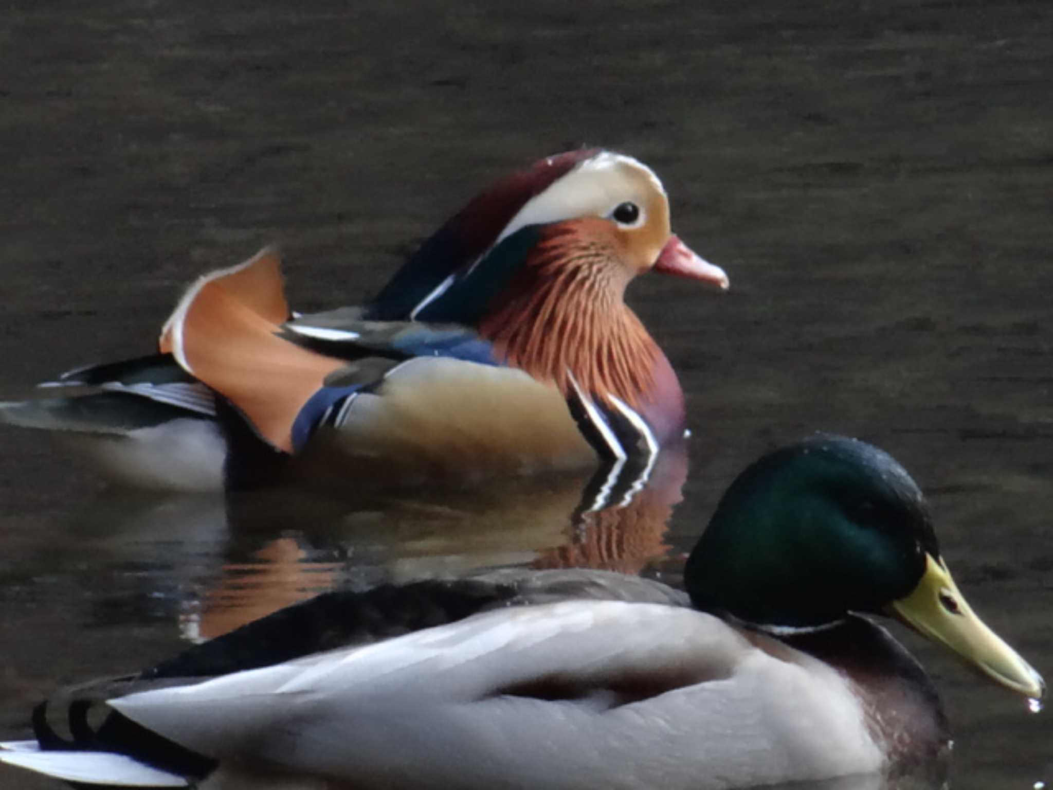 Mandarin Duck